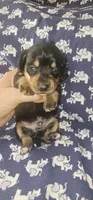 Buddy, a male Miniature Dachshund for sale in Clover, SC – 1 of 1