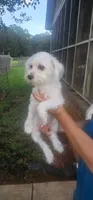 Sugar, a female Maltese for sale in Clover, SC – 2 of 2