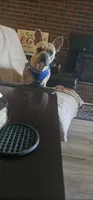 Harmony, a female French Bulldog for sale in Clover, SC – 2 of 5