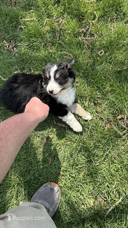Sasha – Australian Shepherd puppy for sale in Macomb, IL