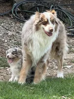Sasha, a female Australian Shepherd for sale in Macomb, IL – Photo 5 of 6