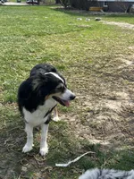 Sasha, a female Australian Shepherd for sale in Macomb, IL – Photo 6 of 6