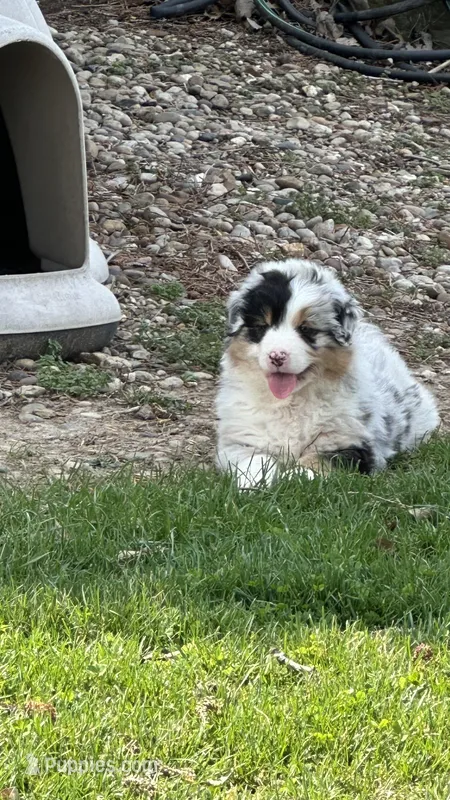 Bruno – Australian Shepherd puppy for sale in Macomb, IL