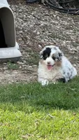 Bruno, a male Australian Shepherd for sale in Macomb, IL – Photo 1 of 6
