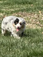 Bruno, a male Australian Shepherd for sale in Macomb, IL – Photo 2 of 6