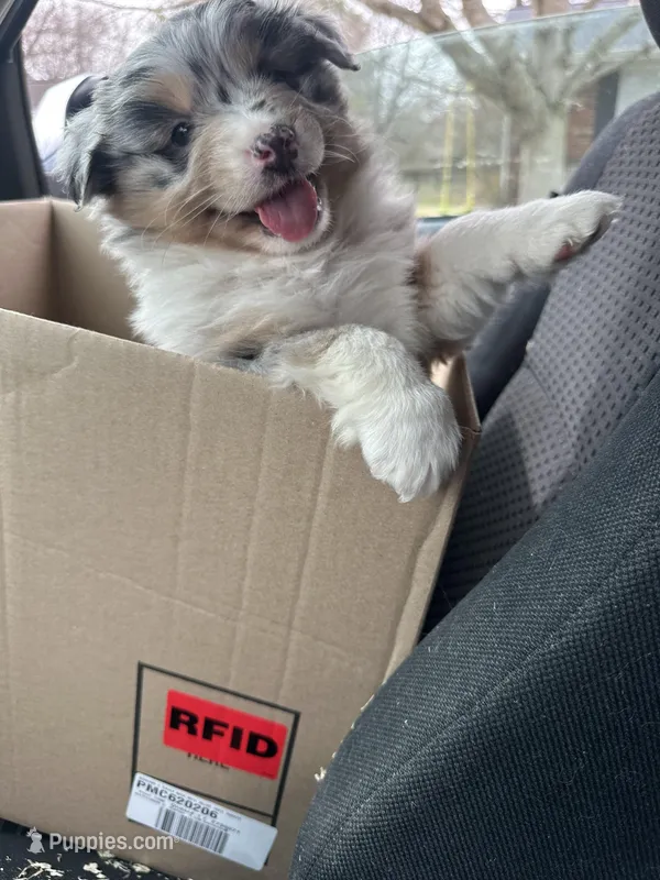 Pebbles – Australian Shepherd puppy for sale in Macomb, IL
