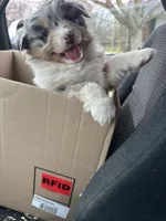 Pebbles, a female Australian Shepherd for sale in Macomb, IL – Photo 1 of 6