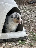 Pebbles, a female Australian Shepherd for sale in Macomb, IL – Photo 2 of 6