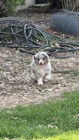 Pebbles, a female Australian Shepherd for sale in Macomb, IL – Photo 3 of 6