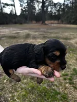 Murphy, a male Miniature Dachshund for sale in Columbia, MS – Photo 1 of 3