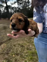 Little foot , a male Miniature Dachshund for sale in Columbia, MS – Photo 1 of 4