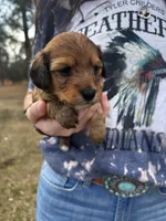 Little foot , a male Miniature Dachshund for sale in Columbia, MS – Photo 3 of 4