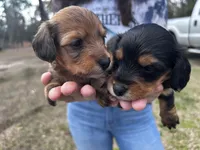 Little foot , a male Miniature Dachshund for sale in Columbia, MS – Photo 4 of 4