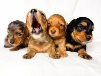 Little foot , a male Miniature Dachshund for sale in Columbia, MS – Photo 2 of 4