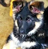 Purple Girl, a female German Shepherd Dog for sale in Vevay, IN – Photo 1 of 2