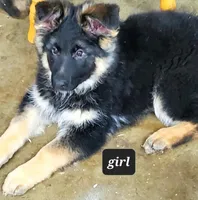 Purple Girl, a female German Shepherd Dog for sale in Vevay, IN – Photo 2 of 2