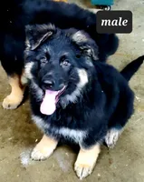 Grey Boy, a male German Shepherd Dog for sale in Vevay, IN – Photo 2 of 2