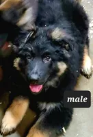 Grey Boy, a male German Shepherd Dog for sale in Vevay, IN – Photo 1 of 2