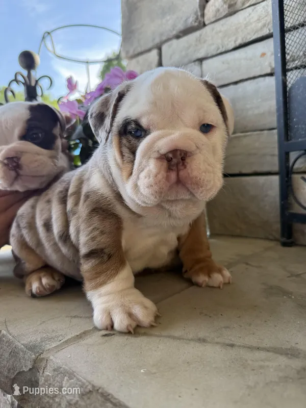 Frankie – English Bulldog puppy for sale in Mooresboro, NC