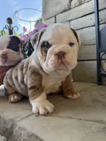 Frankie, a male English Bulldog for sale in Mooresboro, NC – Photo 1 of 7