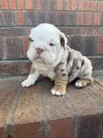 Frankie, a male English Bulldog for sale in Mooresboro, NC – Photo 2 of 5