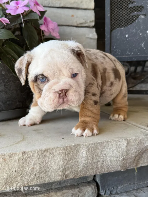 Frankie – English Bulldog puppy for sale in Mooresboro, NC