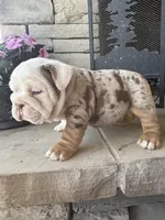 Frankie, a male English Bulldog for sale in Mooresboro, NC – Photo 6 of 7