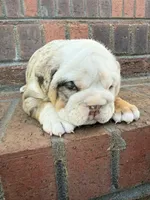 Frankie, a male English Bulldog for sale in Mooresboro, NC – Photo 3 of 5