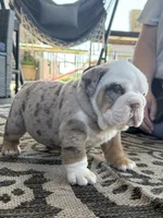 Frankie, a male English Bulldog for sale in Mooresboro, NC – Photo 5 of 5