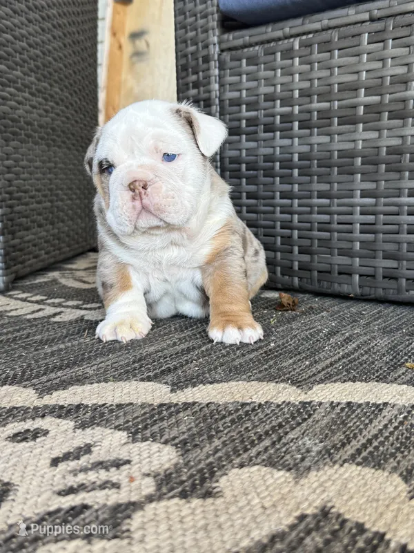 Frankie – English Bulldog puppy for sale in Mooresboro, NC