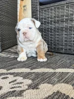 Frankie, a male English Bulldog for sale in Mooresboro, NC – Photo 1 of 5