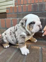 Frankie, a male English Bulldog for sale in Mooresboro, NC – Photo 4 of 5