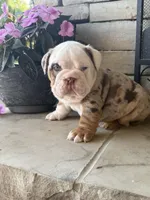 Frankie, a male English Bulldog for sale in Mooresboro, NC – Photo 7 of 7
