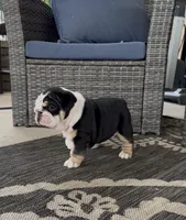 Luna, a female English Bulldog for sale in Mooresboro, NC – 2 of 4