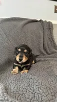 Dom, a male Miniature Dachshund for sale in Mooresboro, NC – 4 of 4