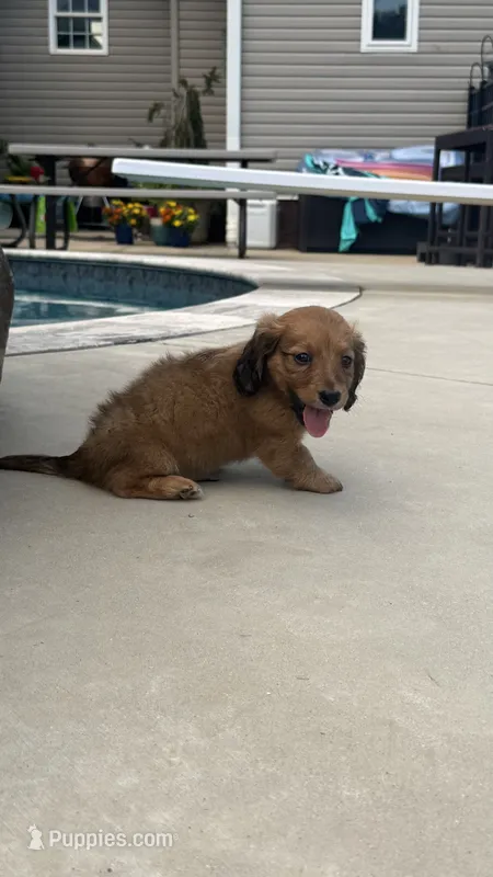 Rusty – Miniature Dachshund puppy for sale in Mooresboro, NC
