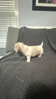 Penny, a female Miniature Dachshund for sale in Mooresboro, NC – 3 of 3