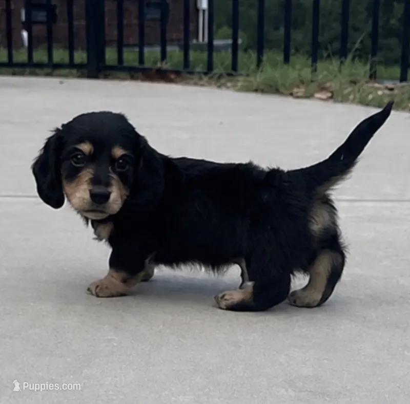 Dom – Miniature Dachshund puppy for sale in Mooresboro, NC