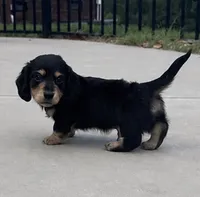 Dom, a male Miniature Dachshund for sale in Mooresboro, NC – 1 of 3