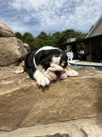 Luna, a female English Bulldog for sale in Mooresboro, NC – 3 of 4
