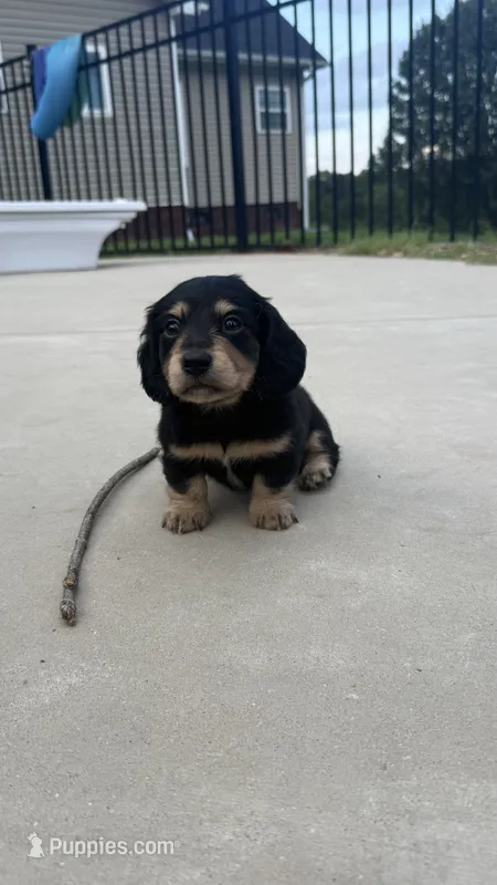 Dom – Miniature Dachshund puppy for sale in Mooresboro, NC