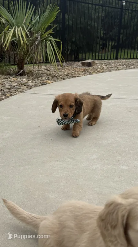 Rusty – Miniature Dachshund puppy for sale in Mooresboro, NC