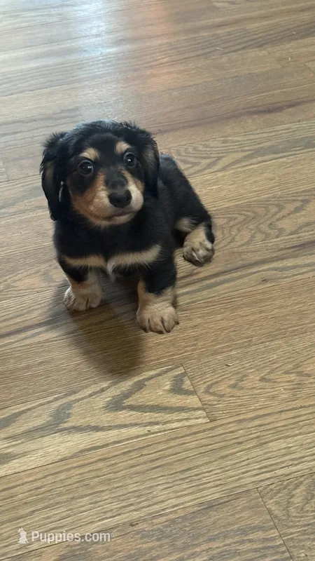 Dom – Miniature Dachshund puppy for sale in Mooresboro, NC