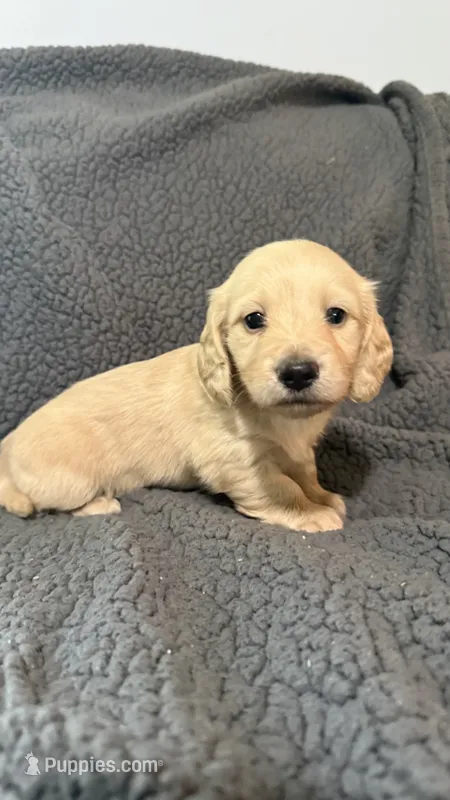 Walter – Miniature Dachshund puppy for sale in Mooresboro, NC