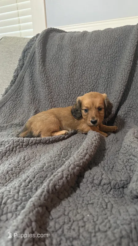 Rusty – Miniature Dachshund puppy for sale in Mooresboro, NC