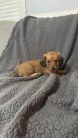 Rusty, a male Miniature Dachshund for sale in Mooresboro, NC – 1 of 1