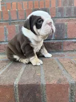 Hank, a male English Bulldog for sale in Mooresboro, NC – Photo 1 of 4