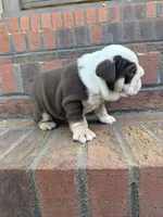 Hank, a male English Bulldog for sale in Mooresboro, NC – Photo 4 of 4