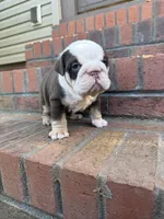 Hank, a male English Bulldog for sale in Mooresboro, NC – Photo 2 of 4