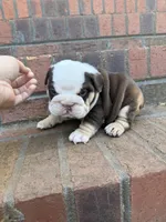 Hank, a male English Bulldog for sale in Mooresboro, NC – Photo 3 of 4